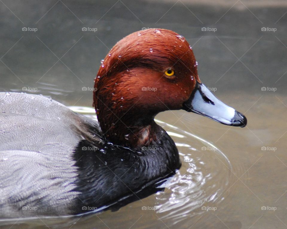 Rd head duck