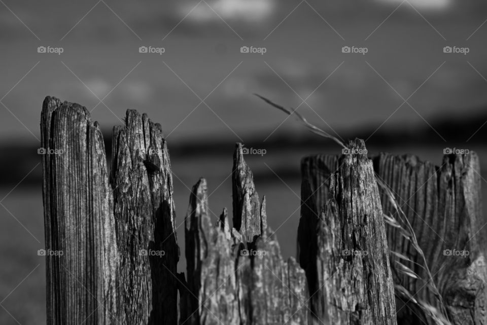 decayed wooden post. b&w
