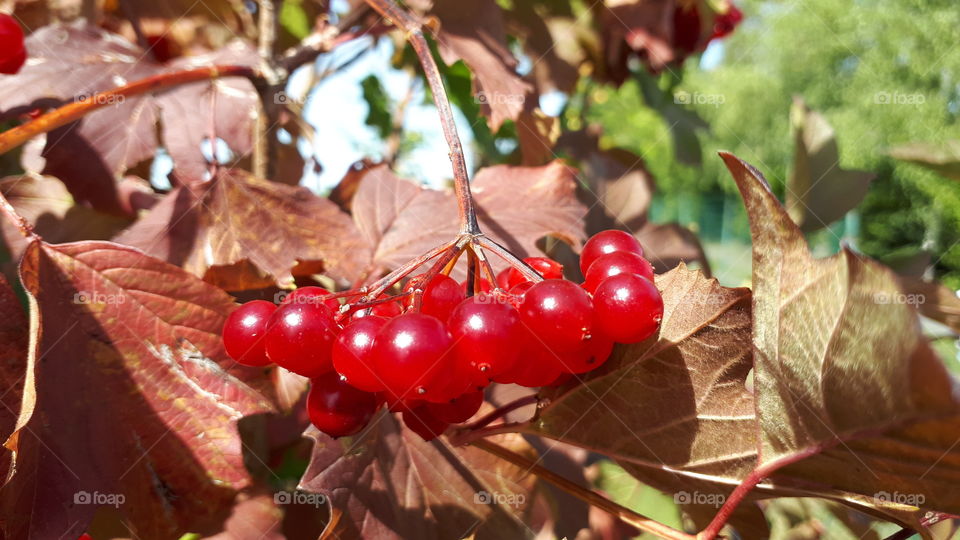 Vibrant red Berries on a bush at Autumn time.