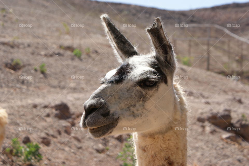 Portrait  of alpaca