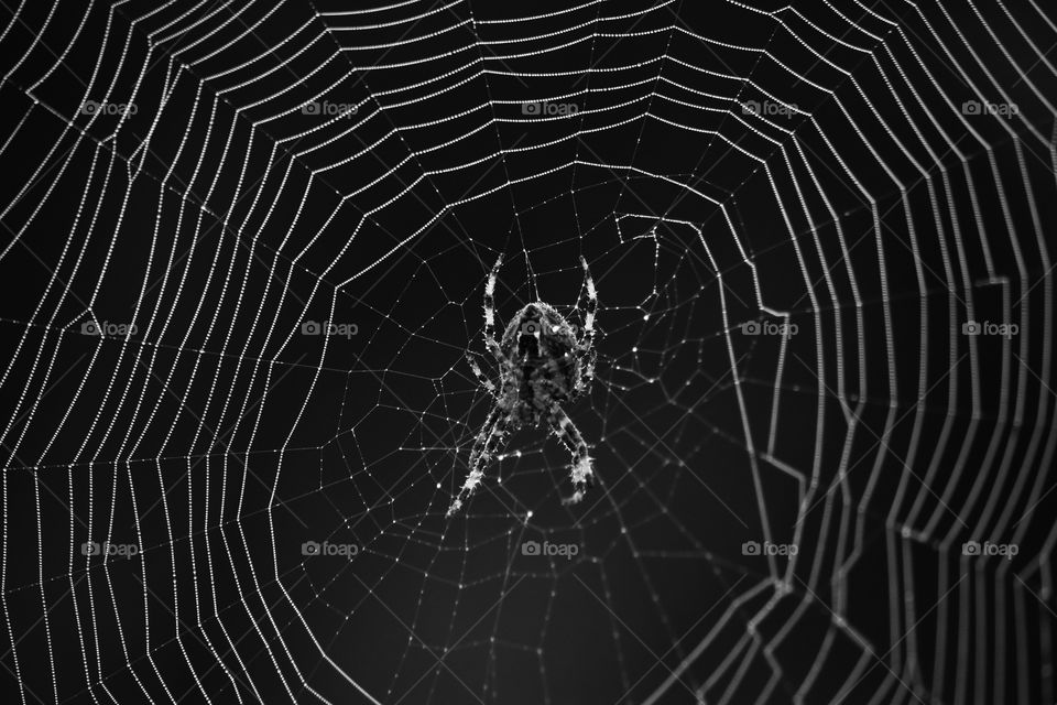 European garden spider and it's web