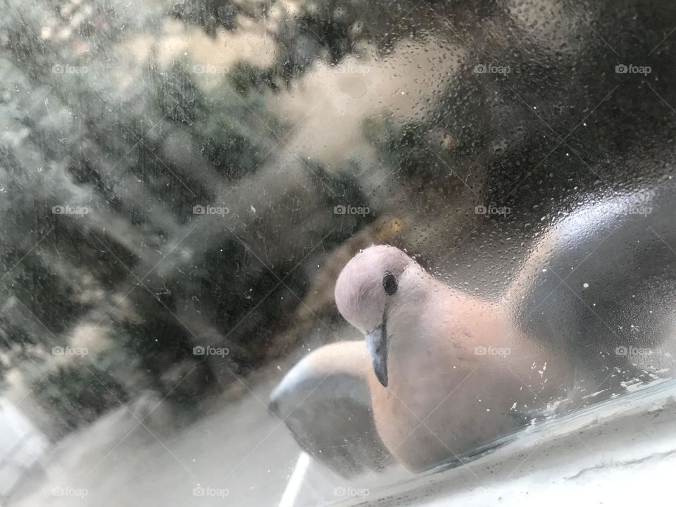 Does this laughing dove have a message for me?