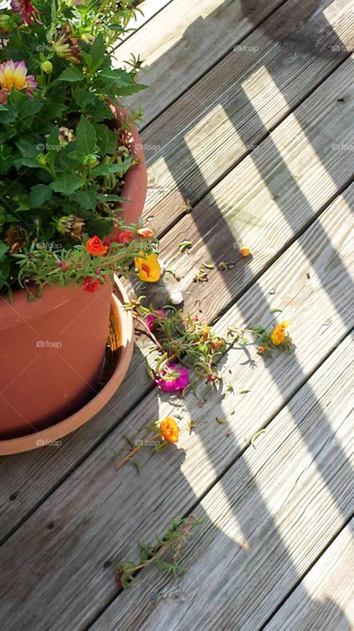 remains of bunny feast. wild bunny eats my flowers and leaves a mess!