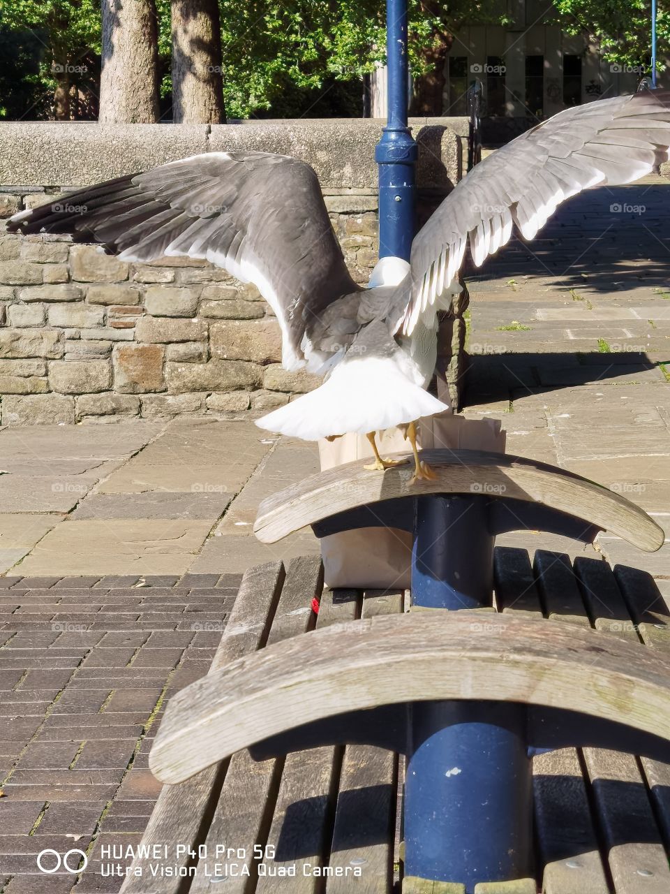 ave arrancando el vuelo,majestuosa y libre