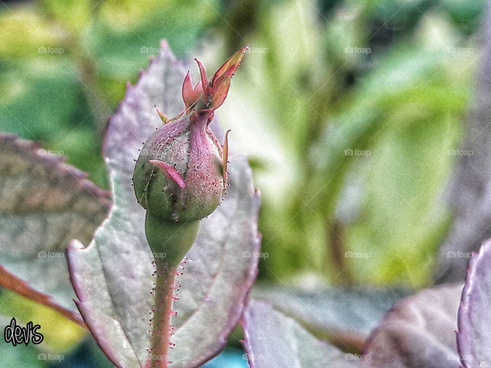 Happiness radiates like the fragrance from a flower and draws all good things toward you

---Maharishi Mahesh Yogi