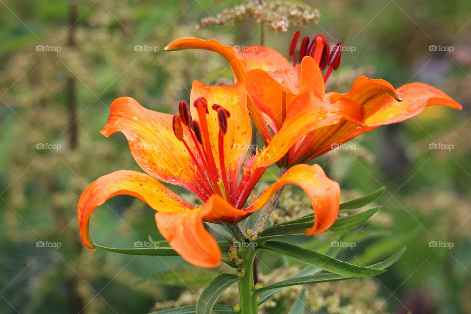 Orange Lily 