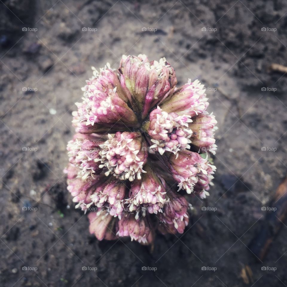 Mysterious bloom on a muddy riverbank path .. do any foapers know what it is ?