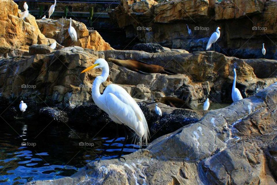 seaside birds on rock cliffs