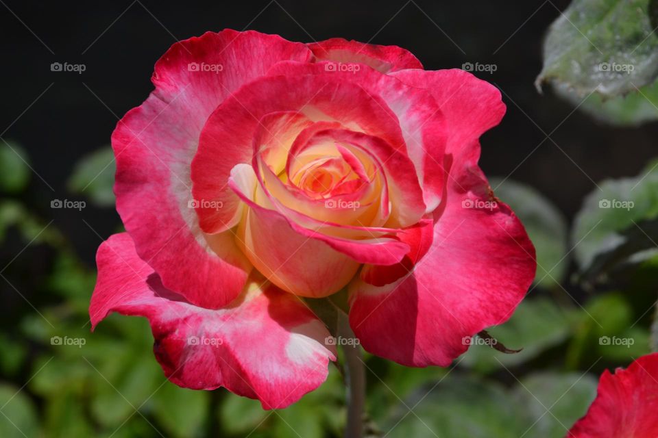 Multi Colored Tea Rose