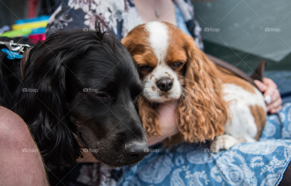 Two sleepy dogs, cavalier King Charles and cocker spaniel 