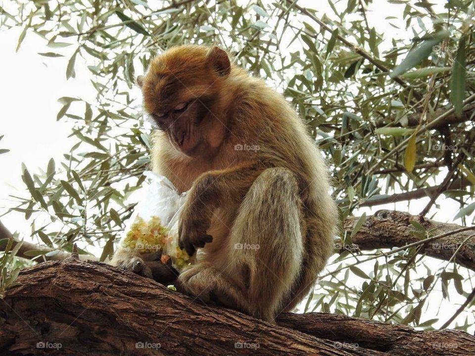 Monkey with a bag of goodies