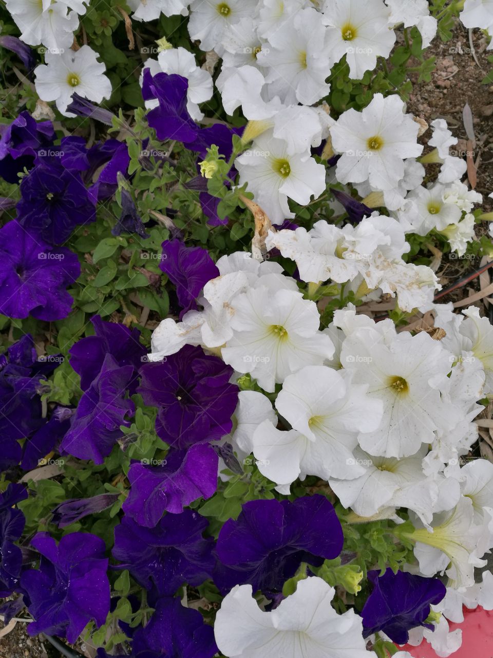 Background of white and purple petunia