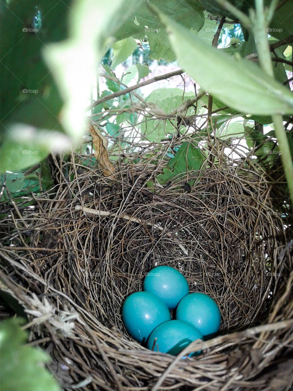 little birds eggs