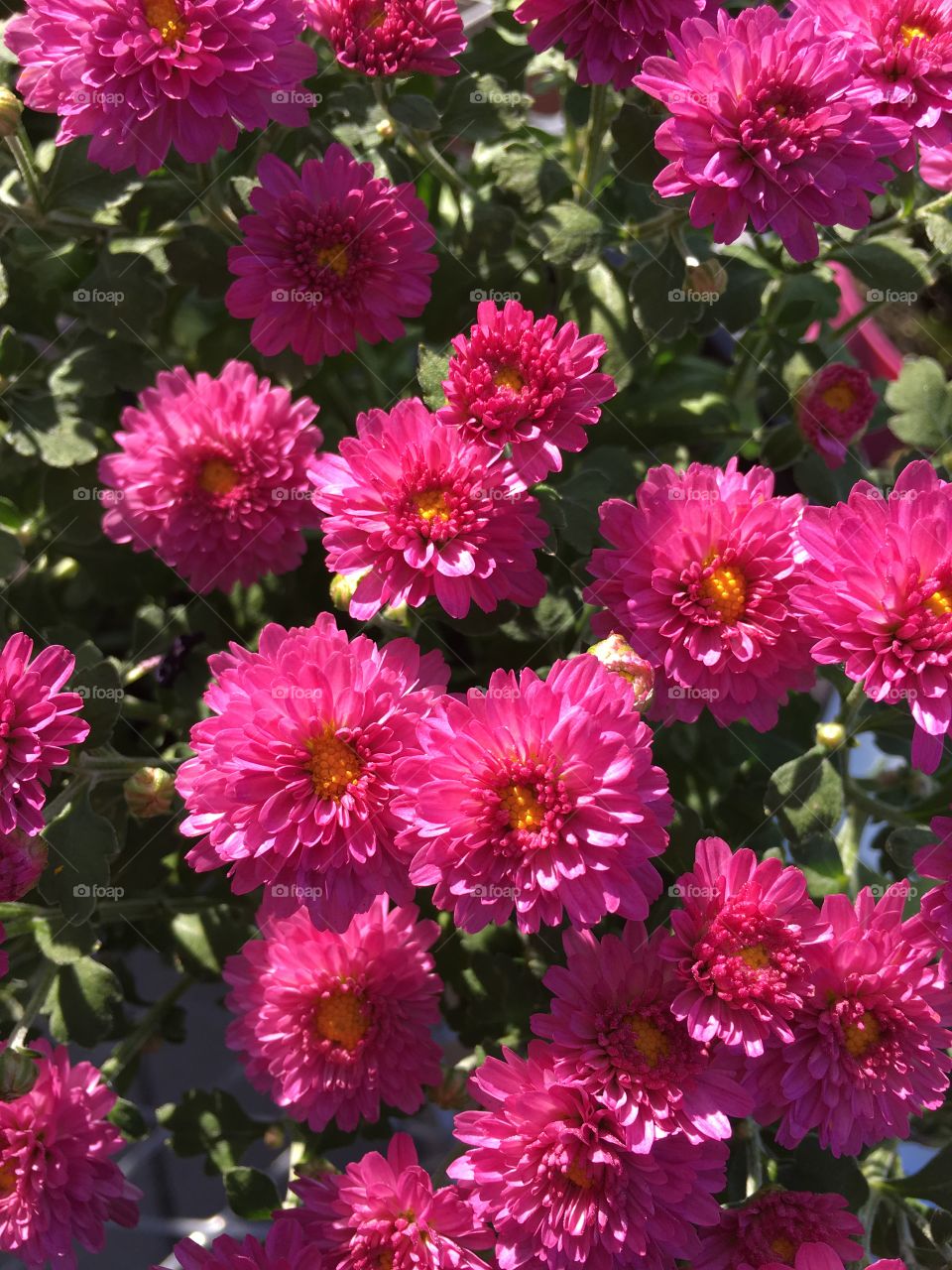 Bright pink asters