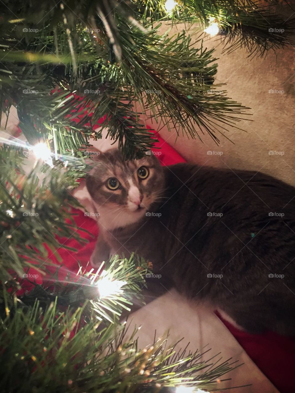 Christmas tree kitten