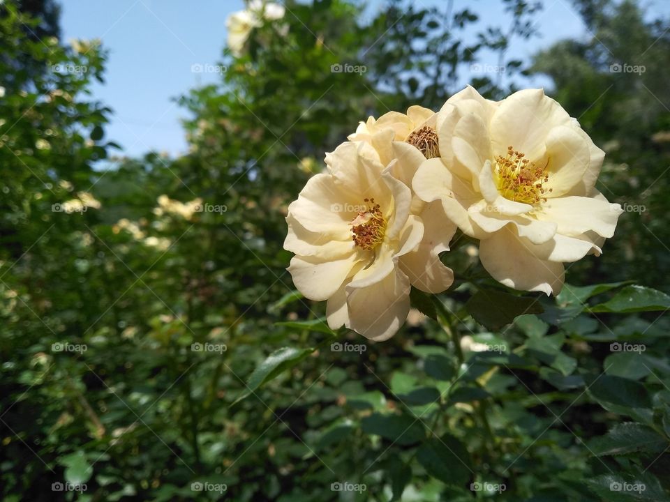 Yellow head rose