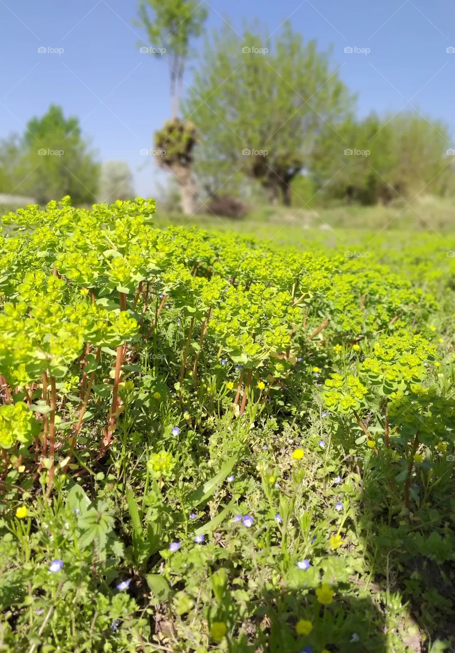 green fields