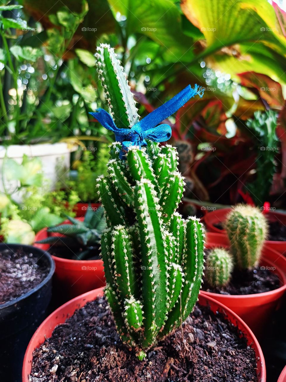 Variety of cactus with beautiful flower in garden. Small decorative cactus plants.