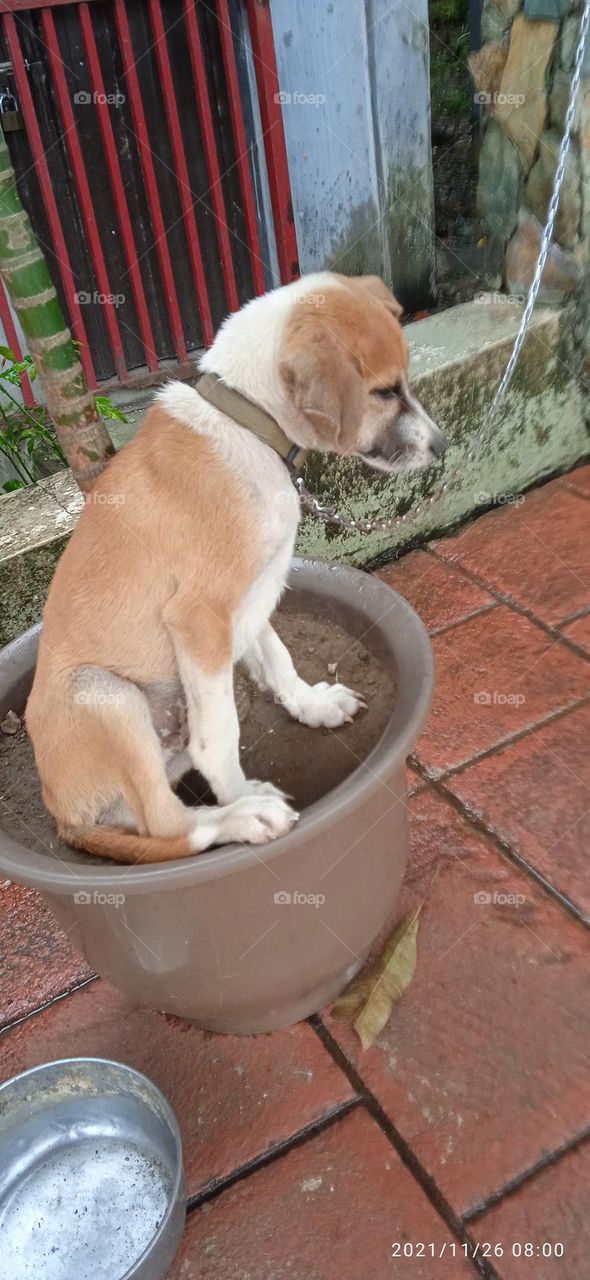 sitting on the pot