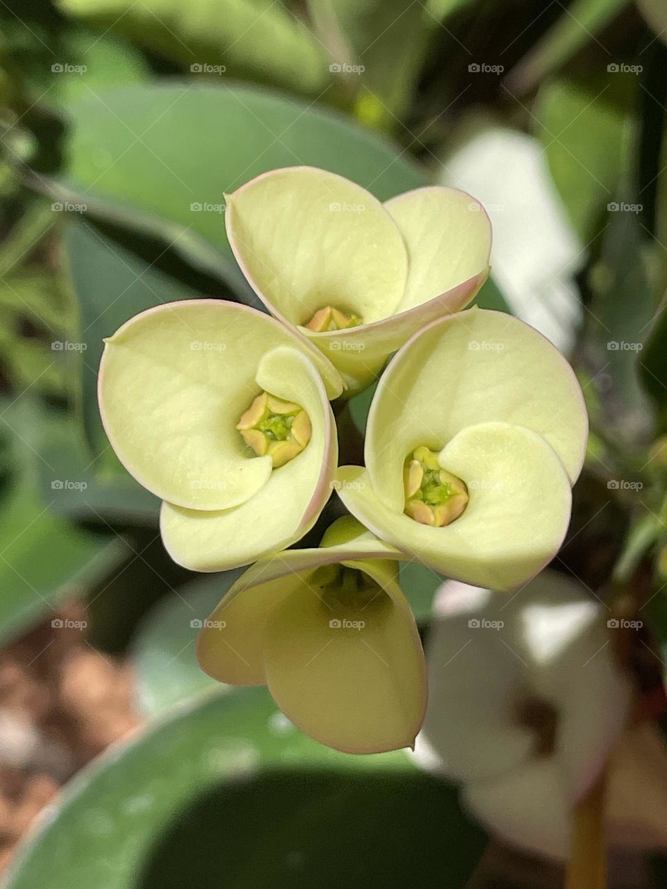 Close up, Flower, Macro 