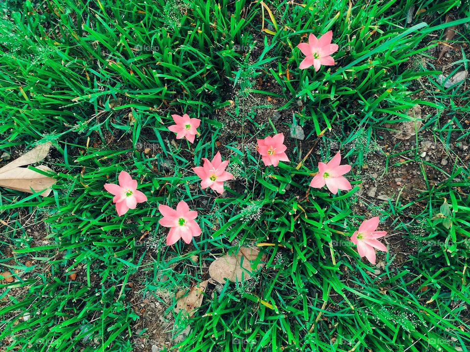 Top view of tiny pink flowers, rain lily. beauty in the garden.