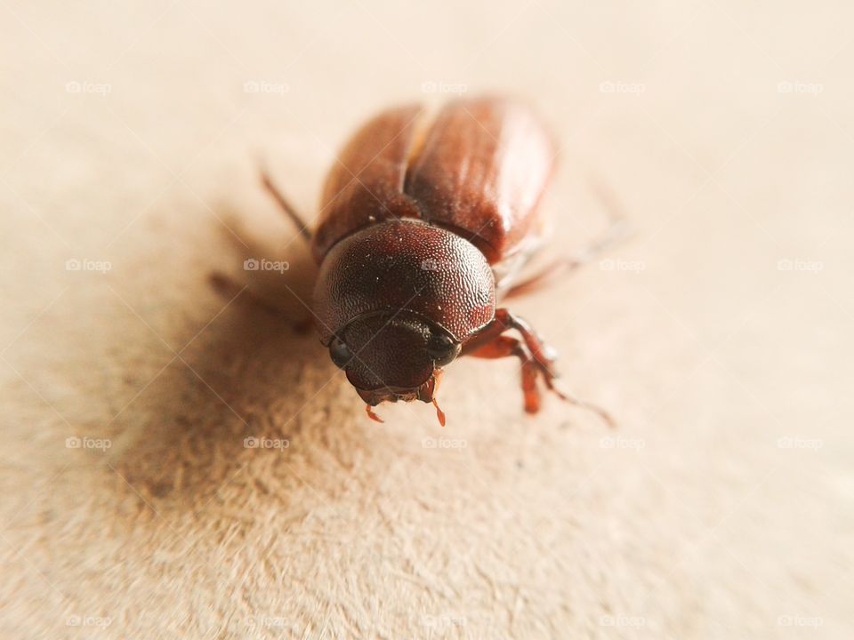 Tiny bug. macro