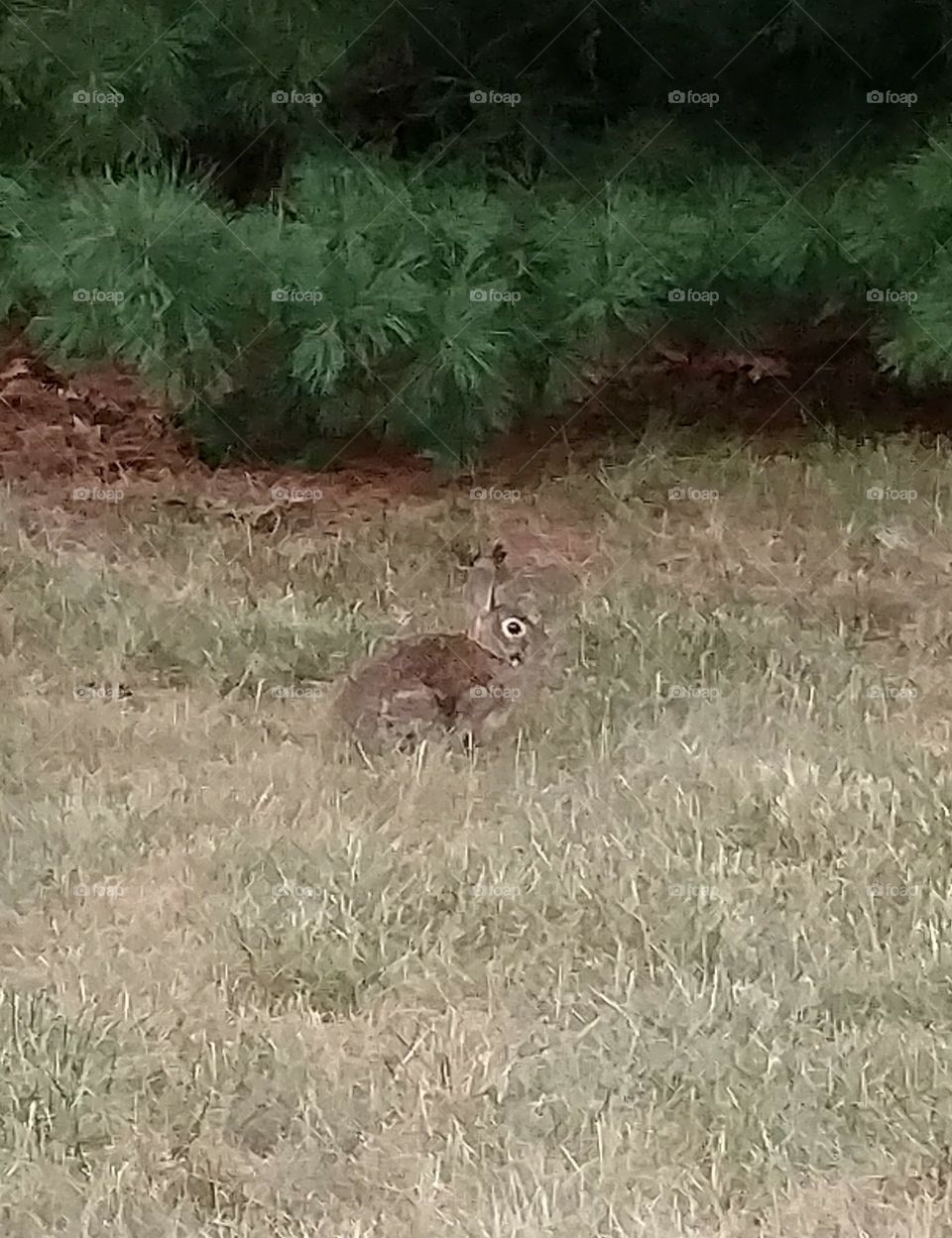 bunny rabbit in the grass