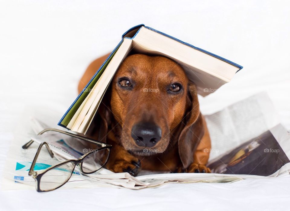 Portrait of dog with book and eyeglass