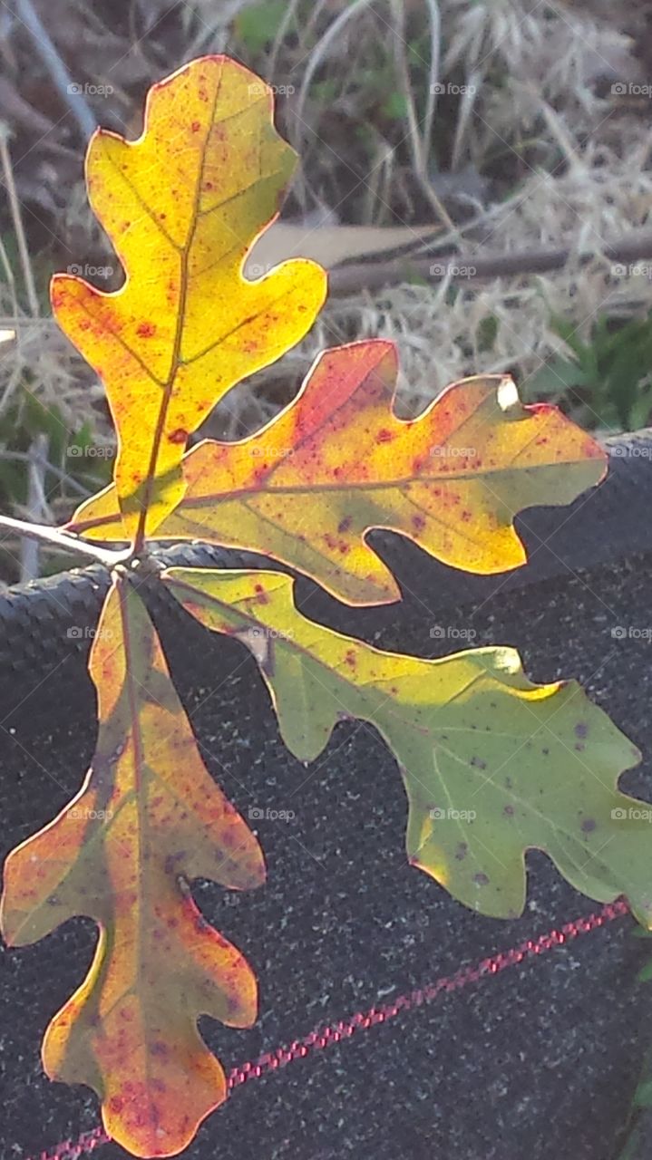 color changing leaves