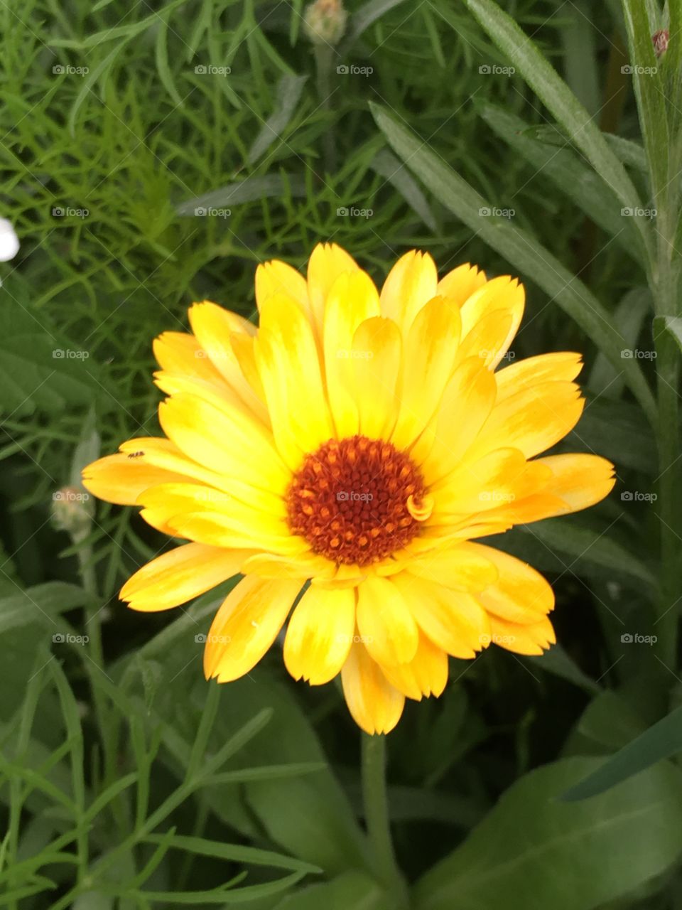 Yellow flower