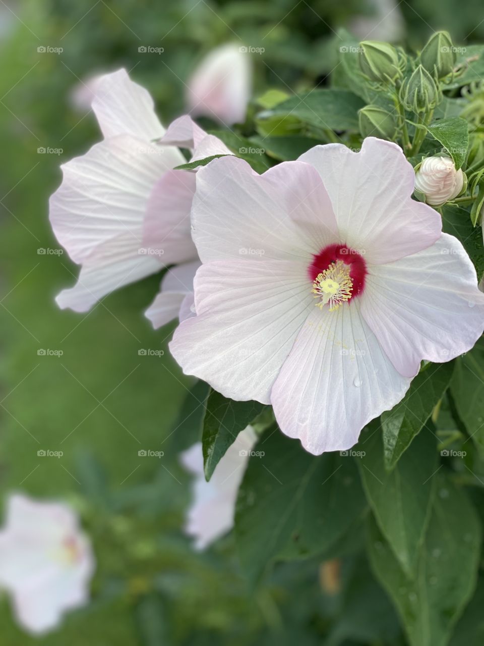 White Hibiscus 