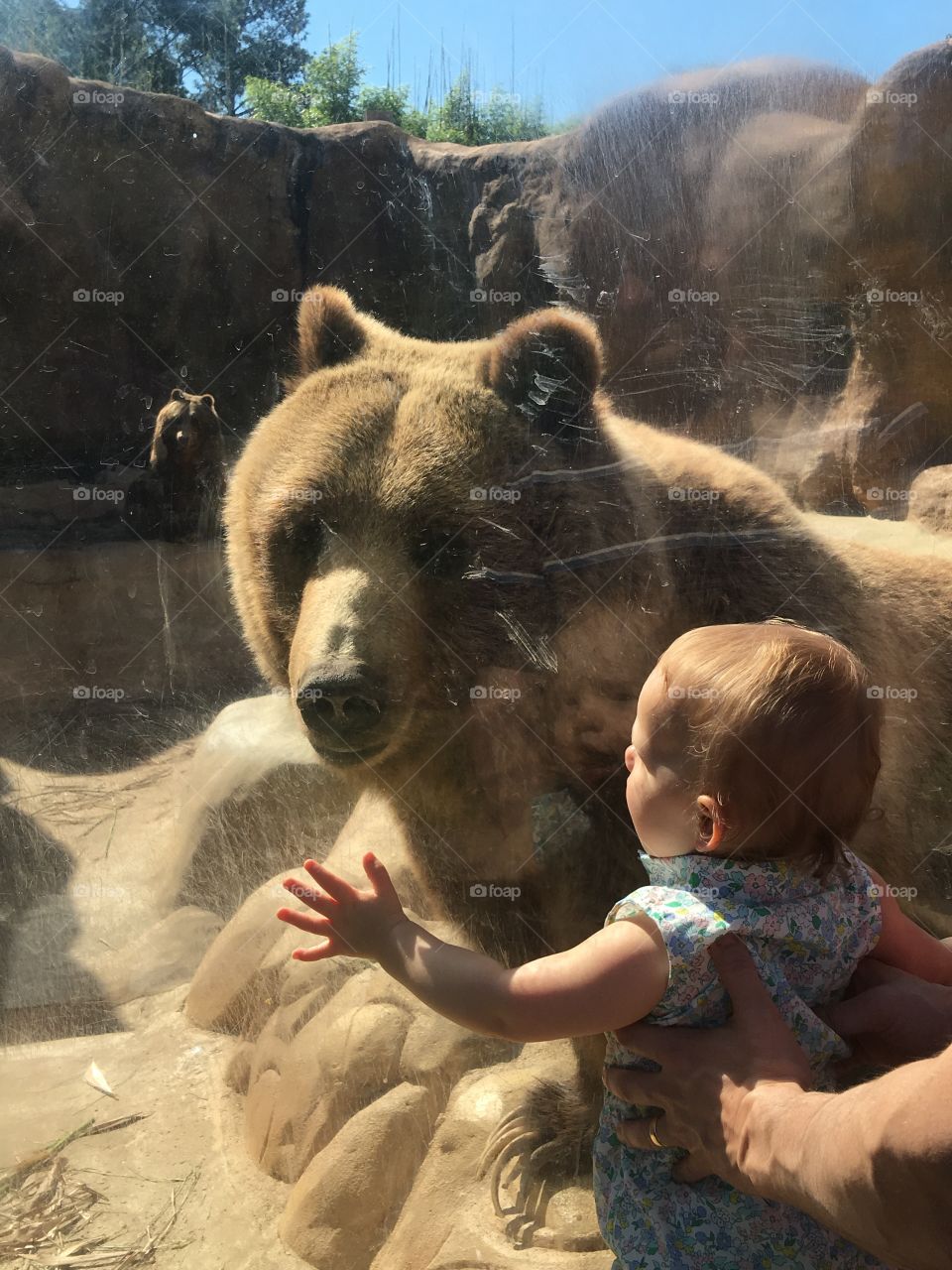 Bear hug anyone?