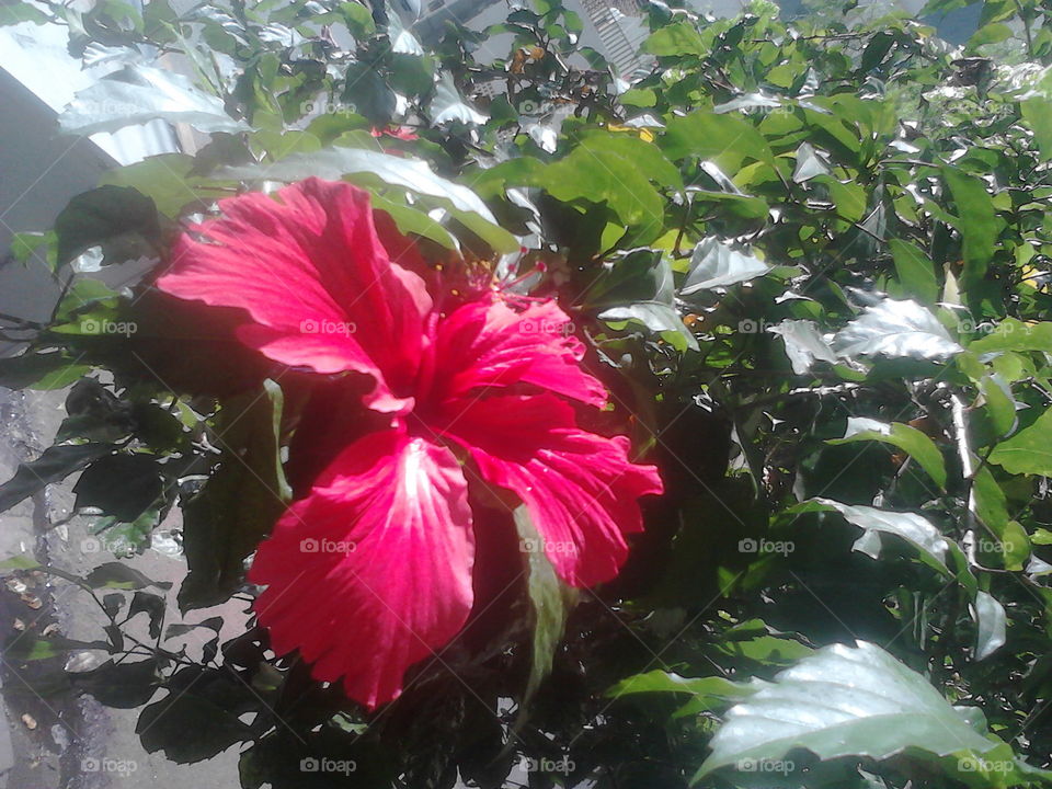 Hibiscus