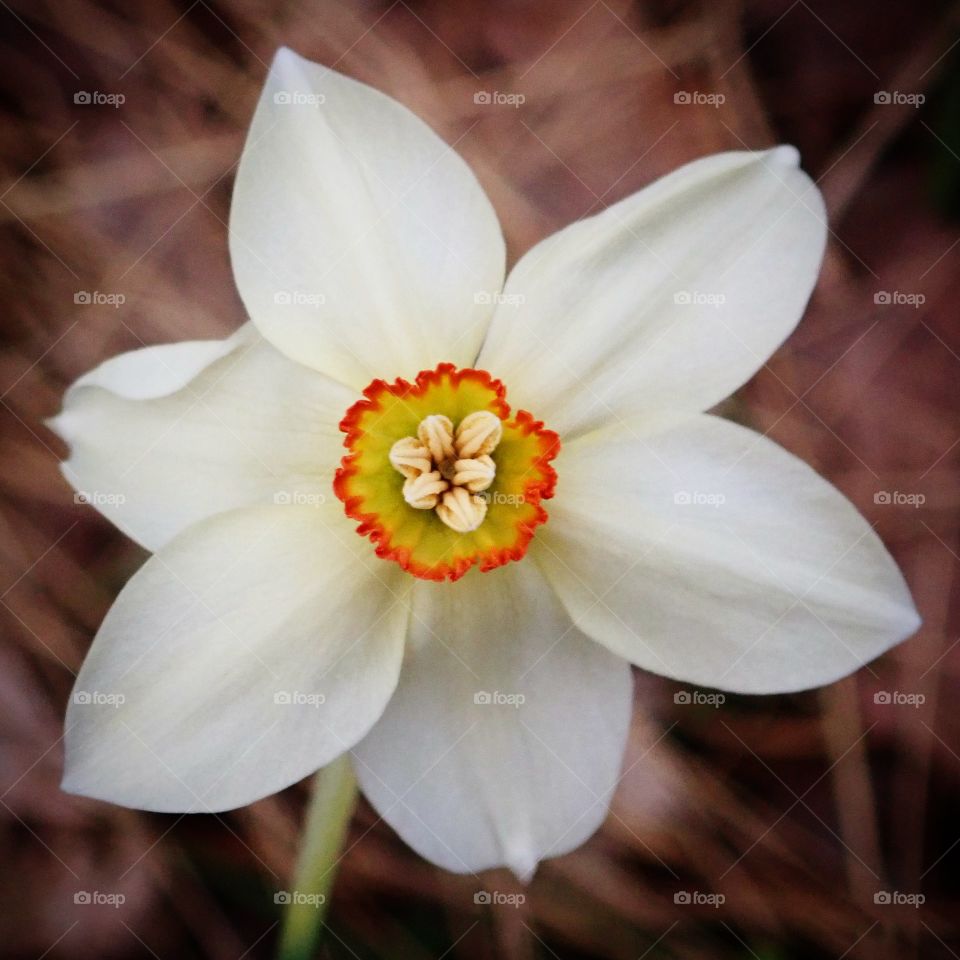 Pretty white daffodil flower growing in backyard flower garden in spring