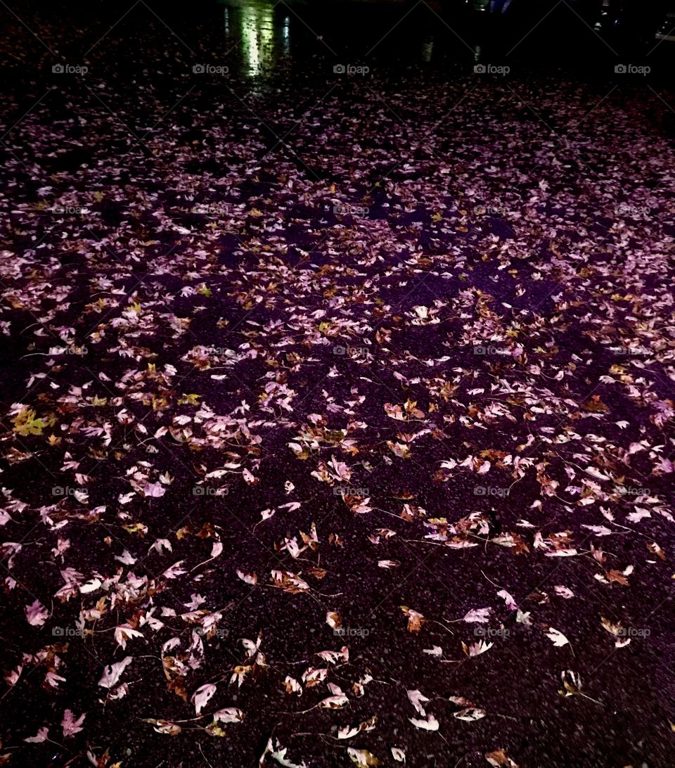 Fallen leaves of fall