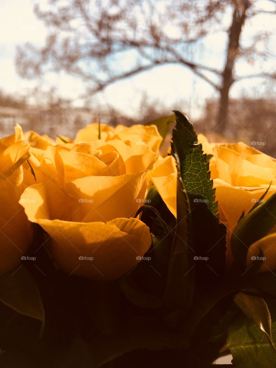 Yellow roses