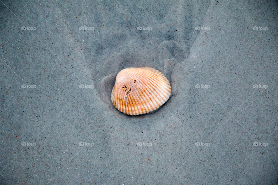 Sea shell