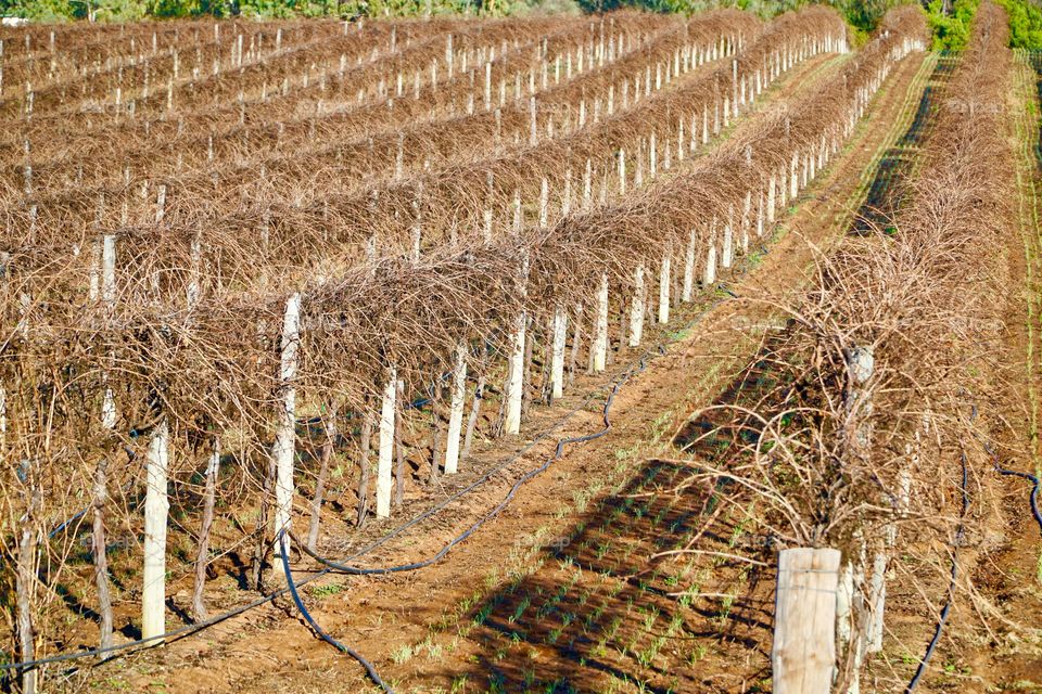 Vineyard in Winter