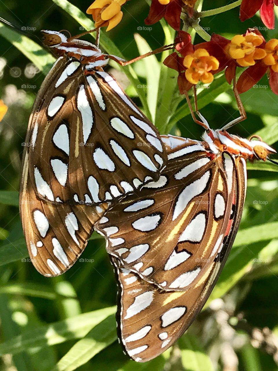 Butterfly Mates