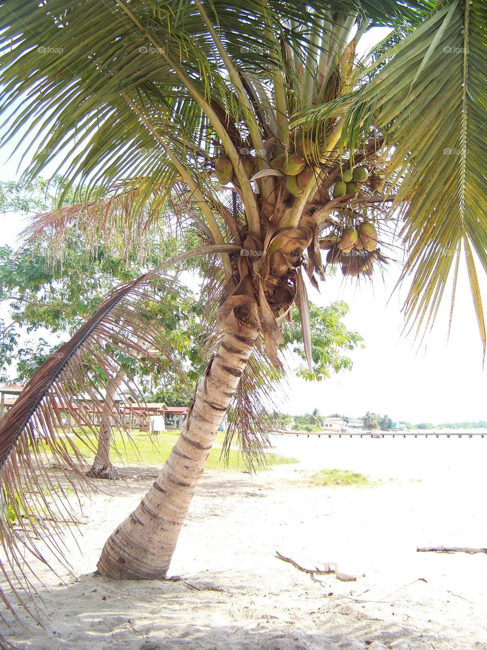 Palm tree