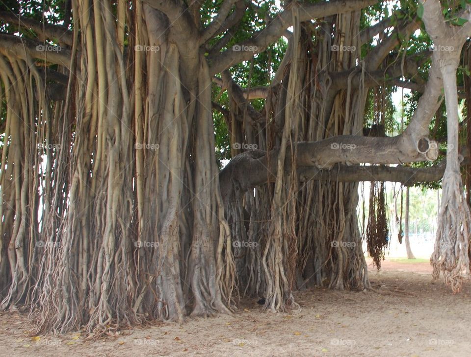 Tree with hanging roots