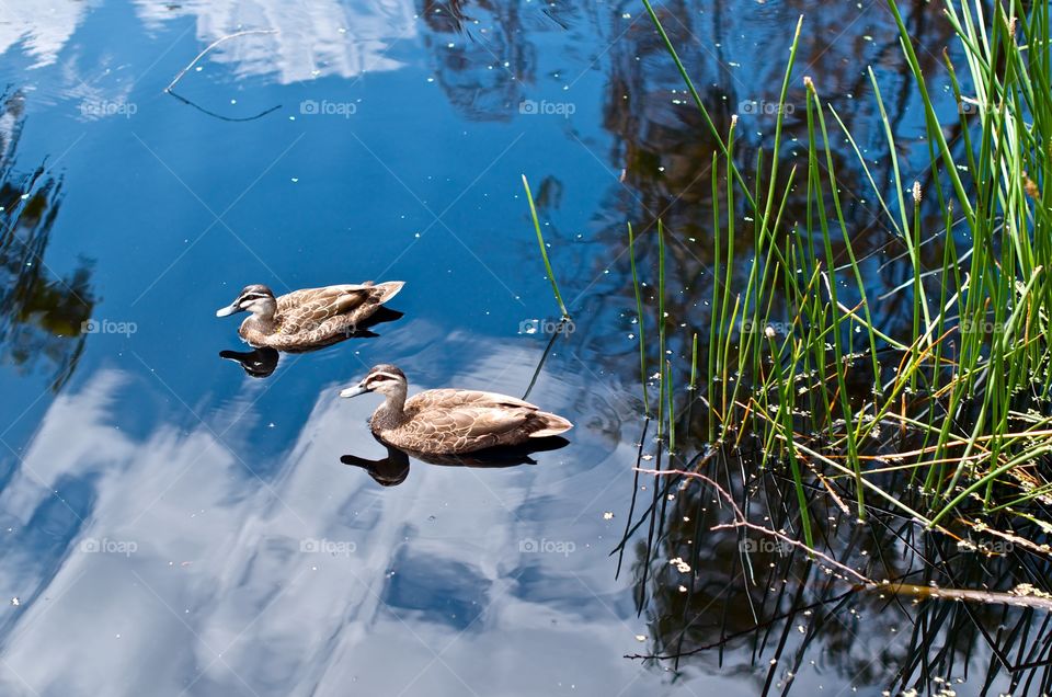 Two ducks on a mirror