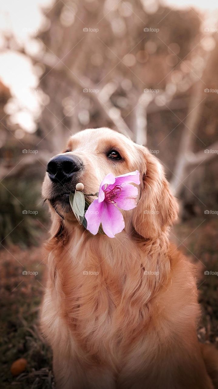 so sweet dog