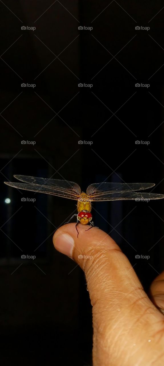 Dragonfly Insect