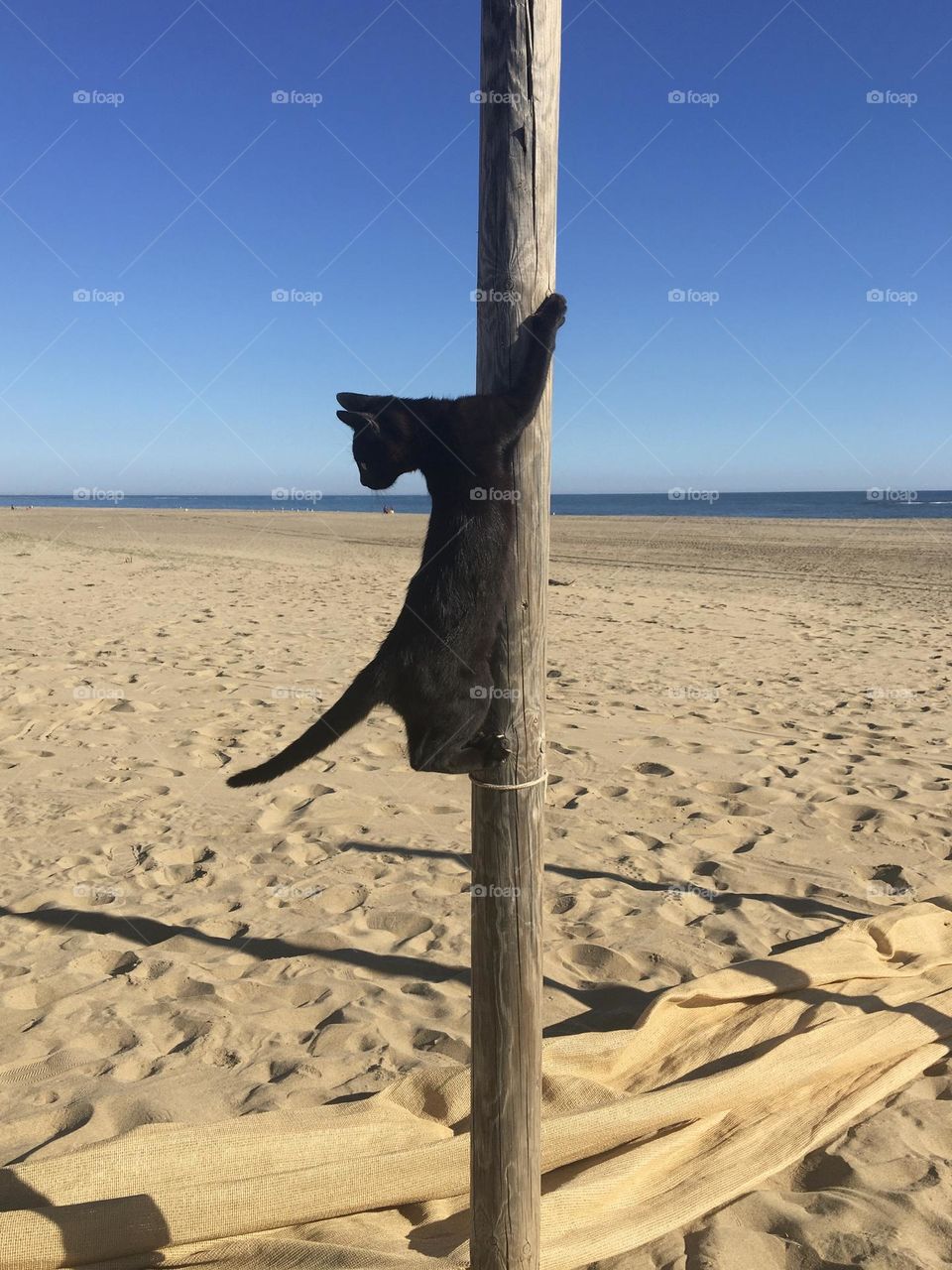 Acrobatic cat on beach