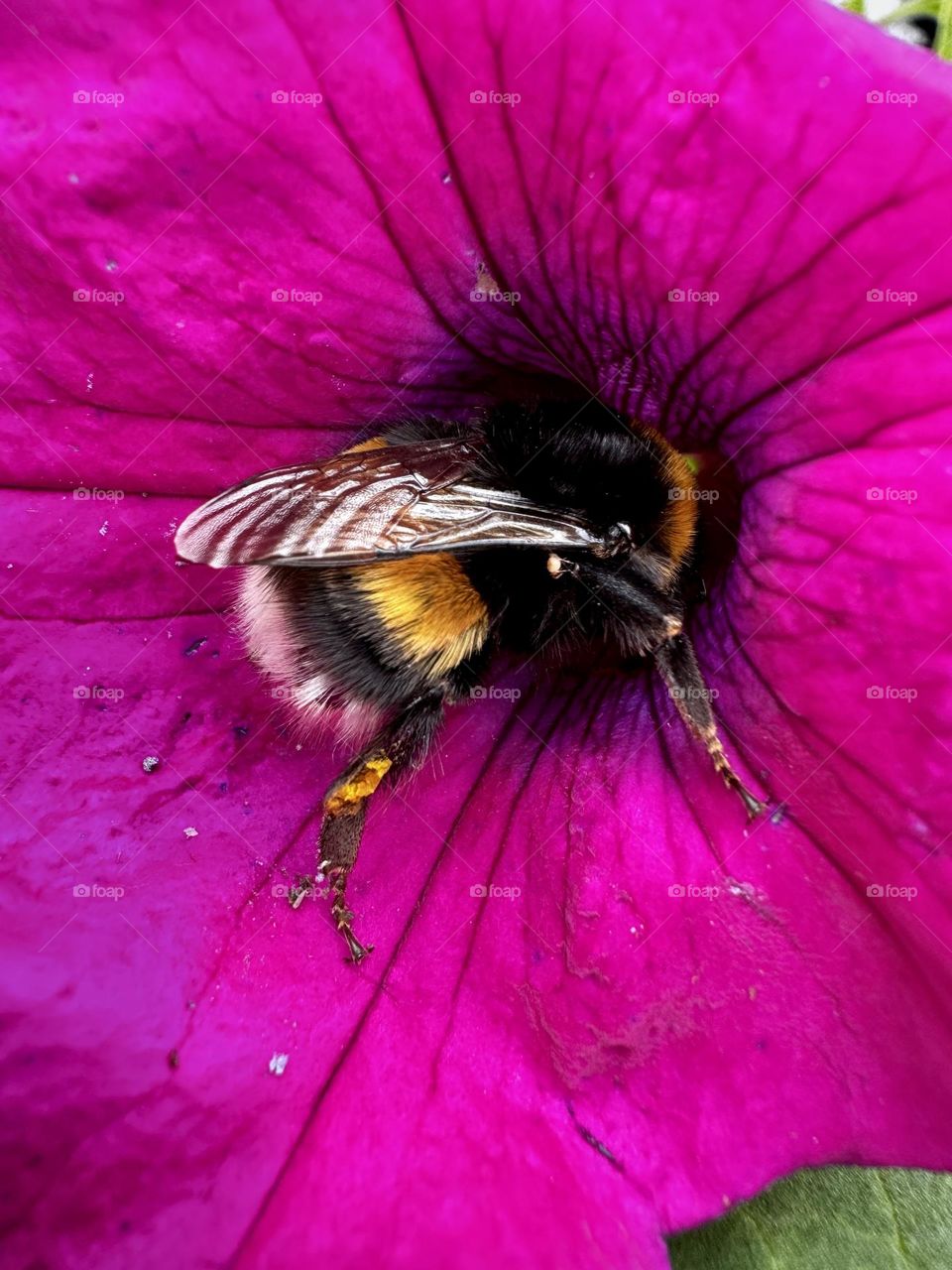 Closeup of a bumblebee in the petunia flower 