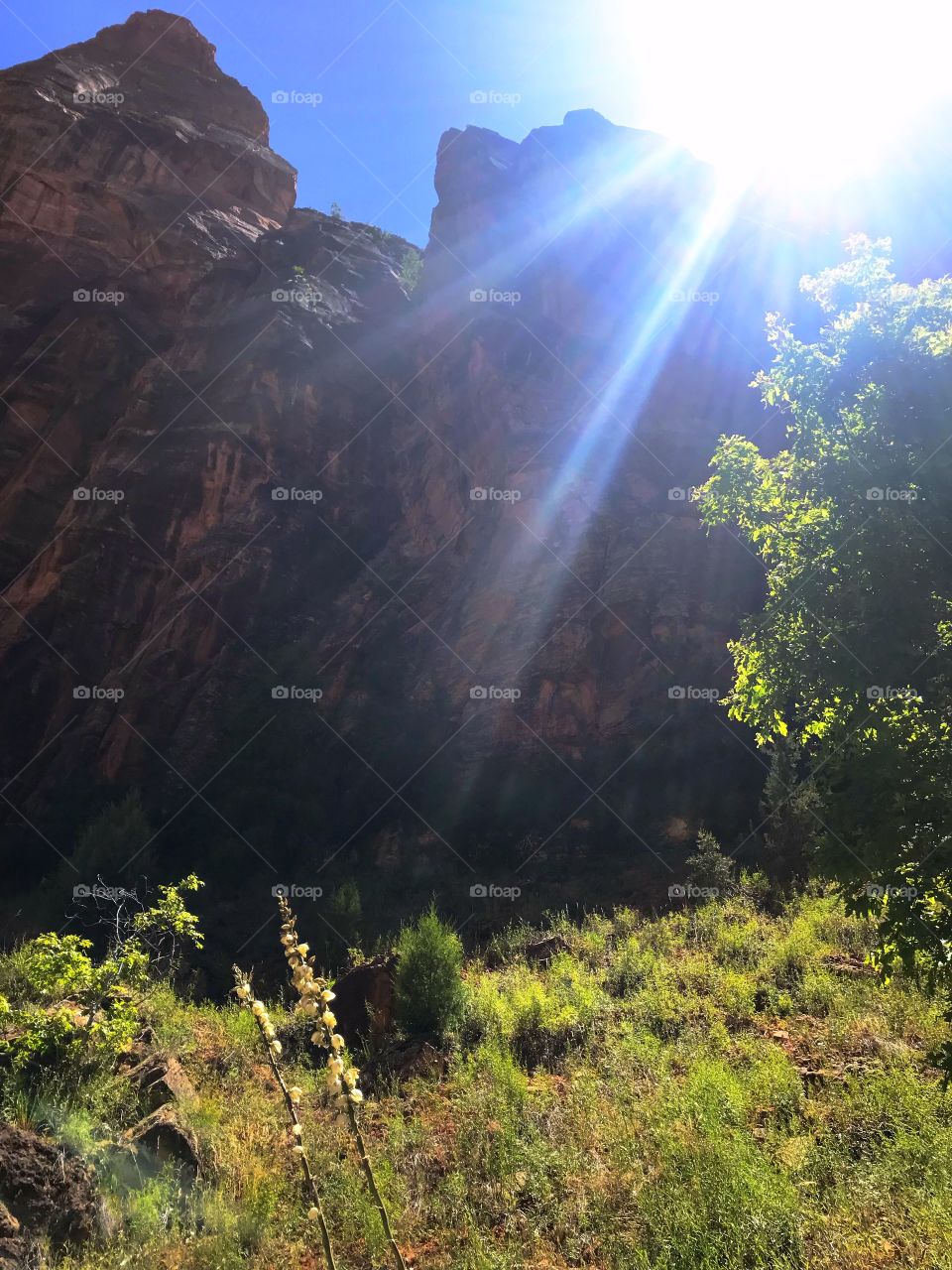 Zion National Park 