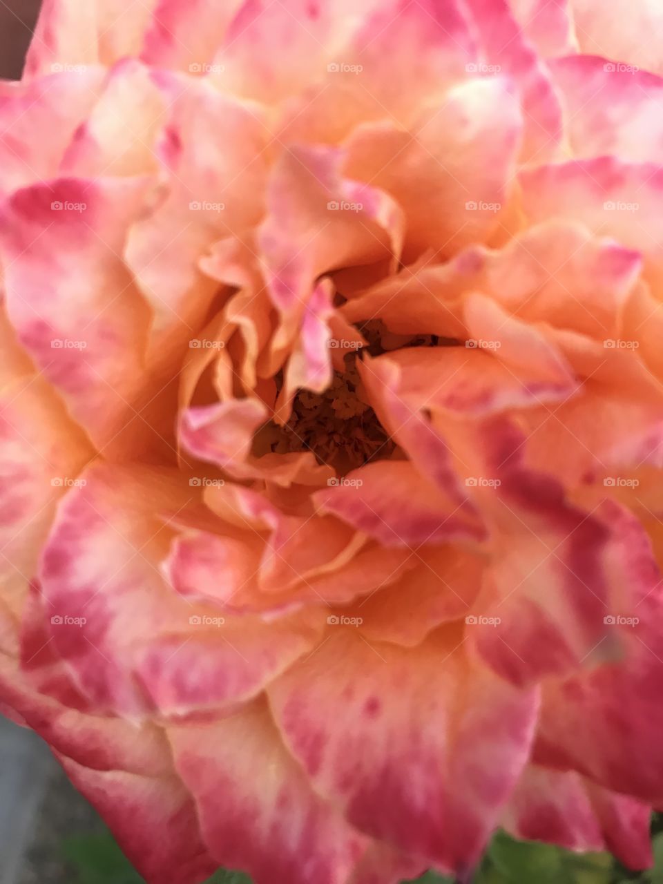 Garden rose close up peony blush pink orange