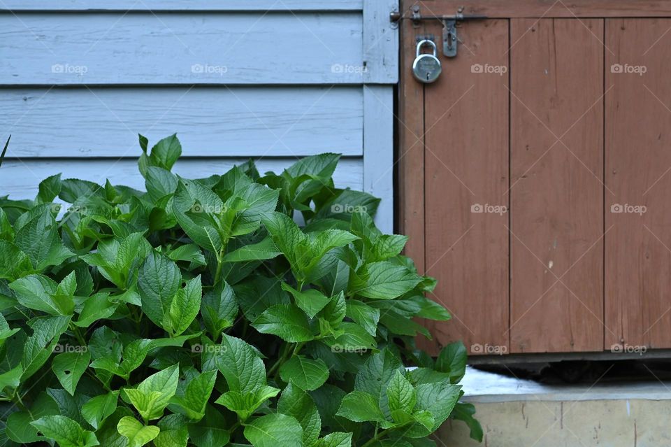 Hydrangea plant in the backyard entrance