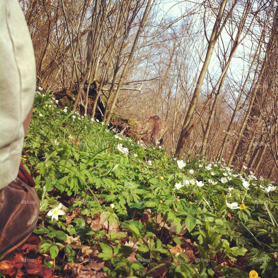 sweden flowers nature flower by hookolsson